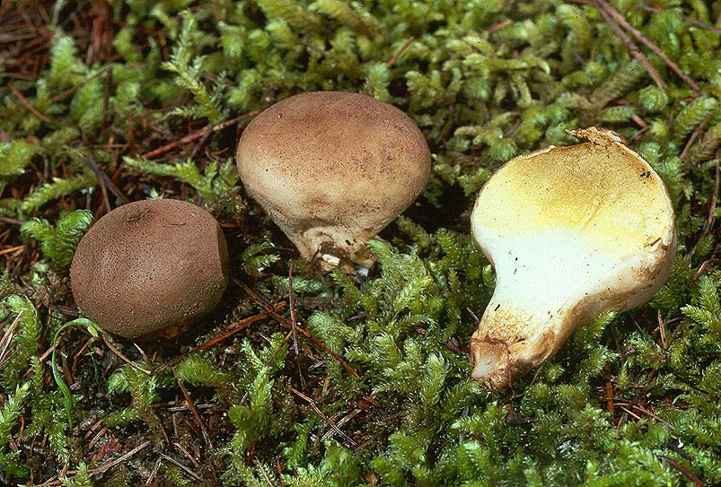 Lycoperdon umbrinum